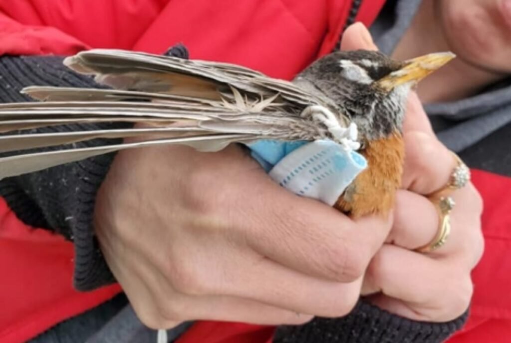 Máscaras no mar. Morte de pinguim alerta para os perigos dos resíduos da  pandemia